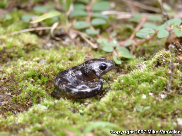 Marbled Salamander (Ambystoma opacum)