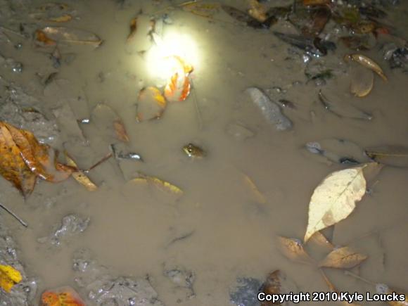 Northern Green Frog (Lithobates clamitans melanota)