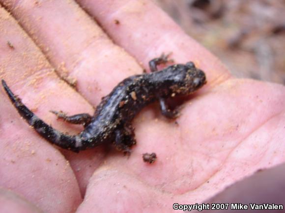 Marbled Salamander (Ambystoma opacum)