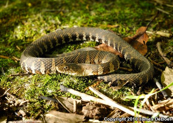 Northern Watersnake (Nerodia sipedon)