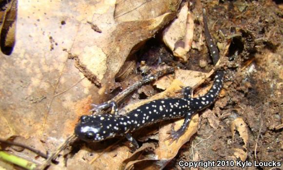 Northern Slimy Salamander (Plethodon glutinosus)