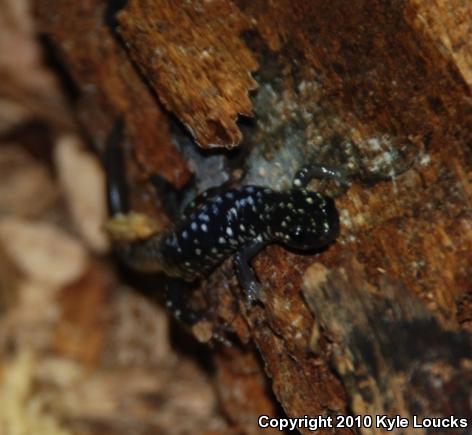 Northern Slimy Salamander (Plethodon glutinosus)