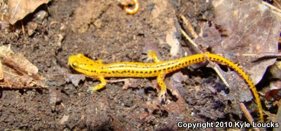 Long-tailed Salamander (Eurycea longicauda longicauda)