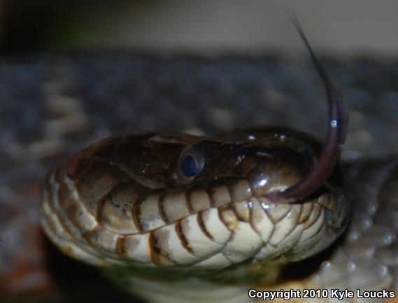 Northern Watersnake (Nerodia sipedon sipedon)