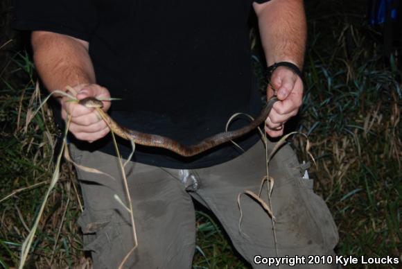 Northern Watersnake (Nerodia sipedon sipedon)