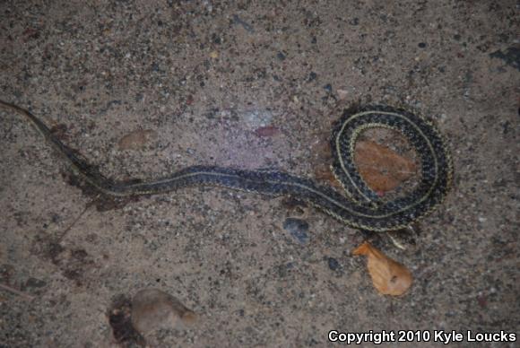 Eastern Gartersnake (Thamnophis sirtalis sirtalis)