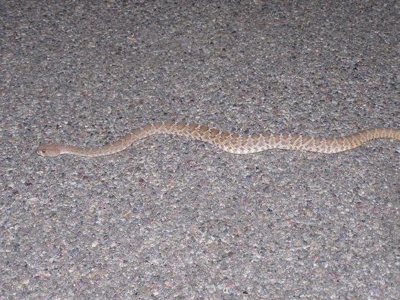 Red Diamond Rattlesnake (Crotalus ruber)