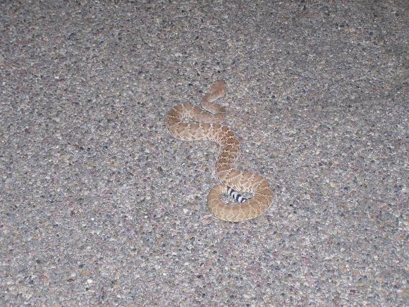 Red Diamond Rattlesnake (Crotalus ruber)