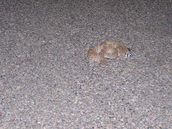 Red Diamond Rattlesnake (Crotalus ruber)