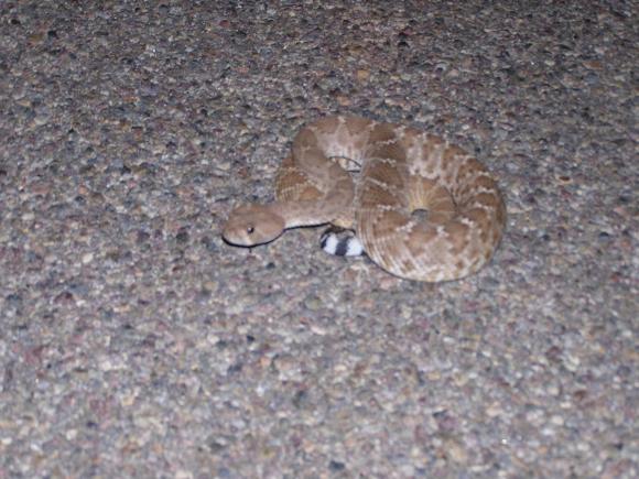 Red Diamond Rattlesnake (Crotalus ruber)