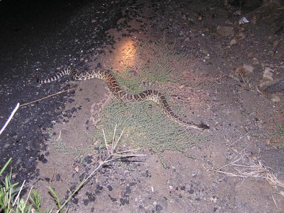 Southern Pacific Rattlesnake (Crotalus oreganus helleri)