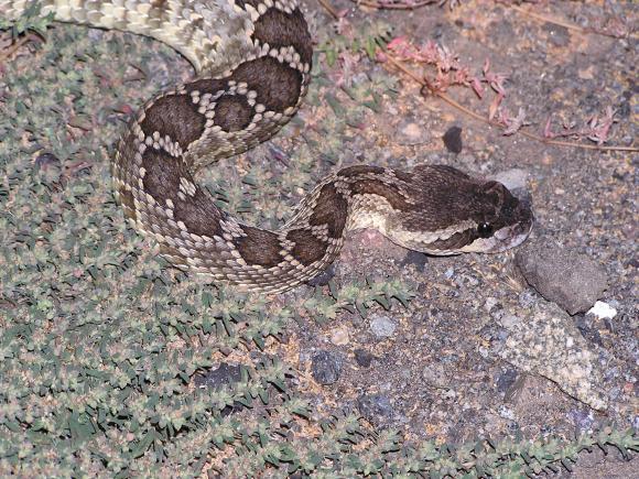 Southern Pacific Rattlesnake (Crotalus oreganus helleri)