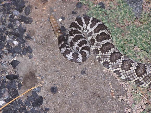 Southern Pacific Rattlesnake (Crotalus oreganus helleri)