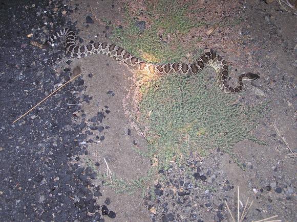 Southern Pacific Rattlesnake (Crotalus oreganus helleri)