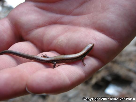 Little Brown Skink (Scincella lateralis)