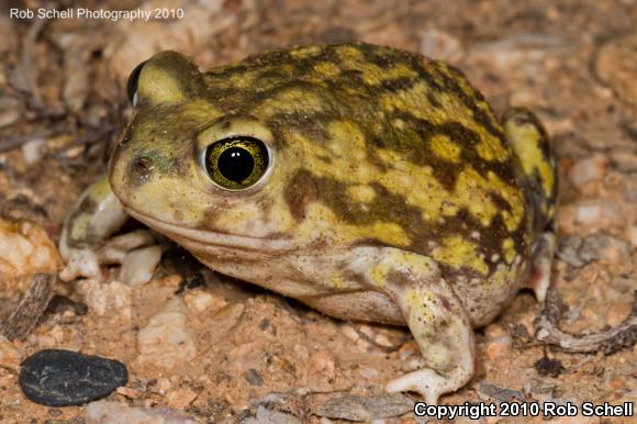 Couch's Spadefoot (Scaphiopus couchii)