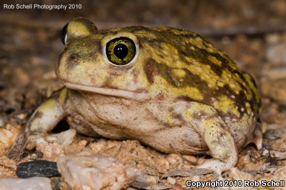 Couch's Spadefoot (Scaphiopus couchii)