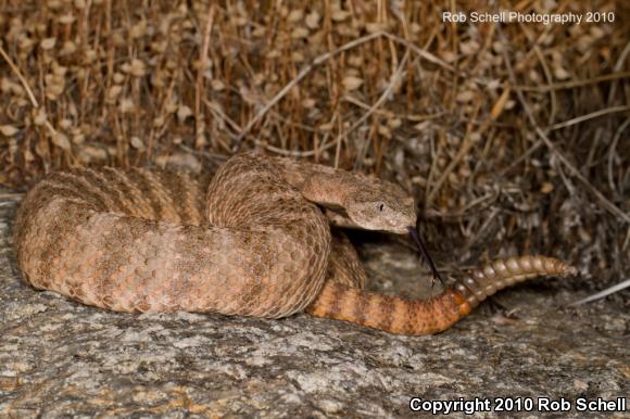 Tiger Rattlesnake (Crotalus tigris)