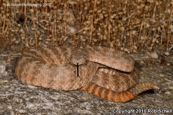 Tiger Rattlesnake (Crotalus tigris)