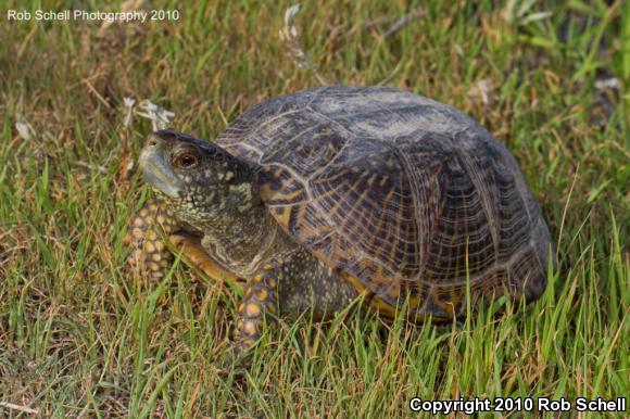 Ornate Box Turtle (Terrapene ornata)