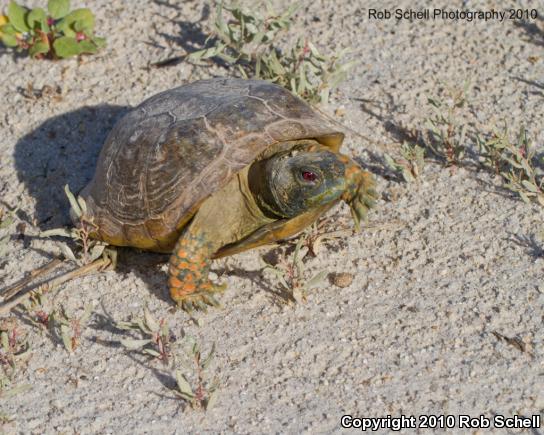 Ornate Box Turtle (Terrapene ornata)