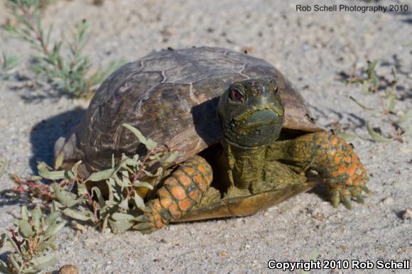 Ornate Box Turtle (Terrapene ornata)