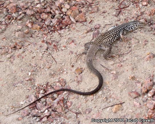 Great Basin Whiptail (Aspidoscelis tigris tigris)