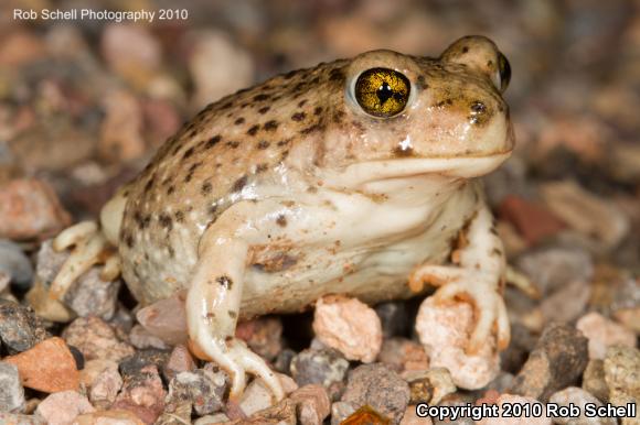 Mexican Spadefoot (Spea multiplicata)