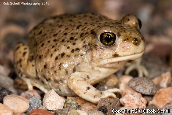 Mexican Spadefoot (Spea multiplicata)