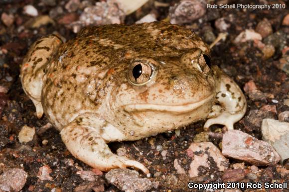 Great Basin Spadefoot (Spea intermontana)