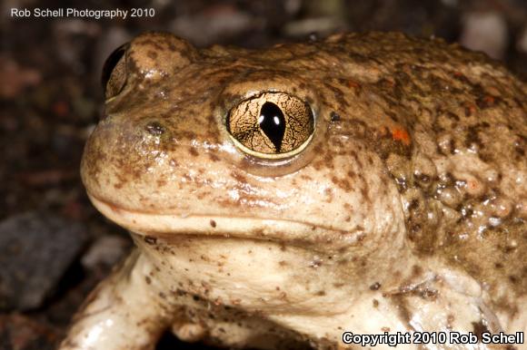 Great Basin Spadefoot (Spea intermontana)