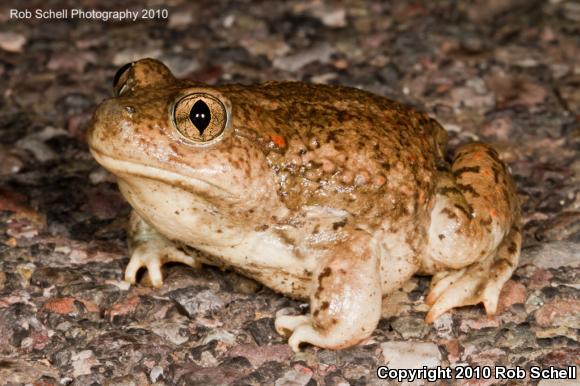 Great Basin Spadefoot (Spea intermontana)