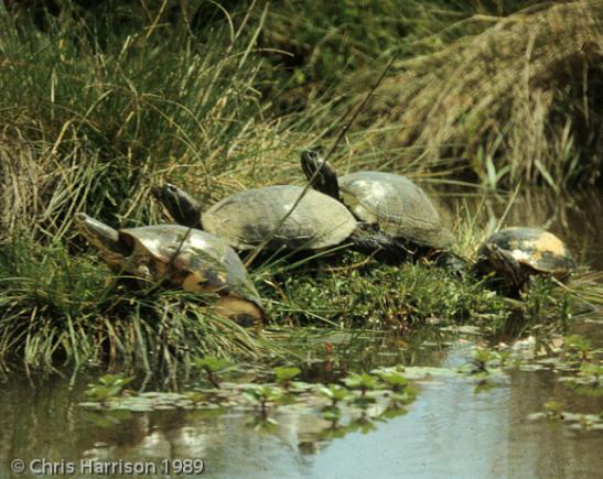 Red-eared Slider (Trachemys scripta elegans)