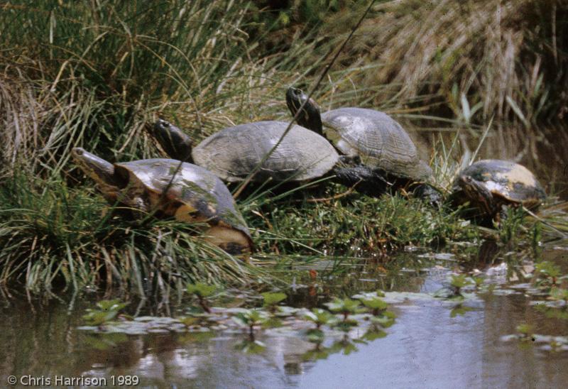 Western Chicken Turtle (Deirochelys reticularia miaria)