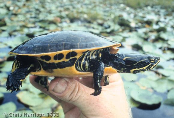 Eastern Chicken Turtle (Deirochelys reticularia reticularia)