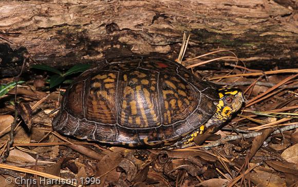 Eastern Box Turtle (Terrapene carolina carolina)