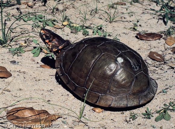 Three-toed Box Turtle (Terrapene carolina triunguis)