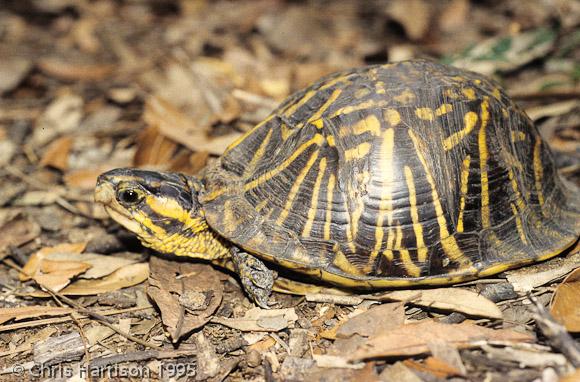 Florida Box Turtle (Terrapene carolina bauri)