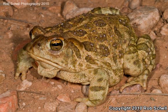 Woodhouse's Toad (Anaxyrus woodhousii)