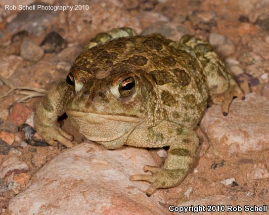 Woodhouse's Toad (Anaxyrus woodhousii)