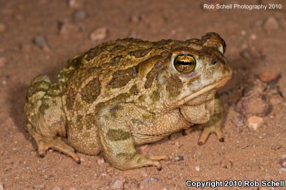 Woodhouse's Toad (Anaxyrus woodhousii)