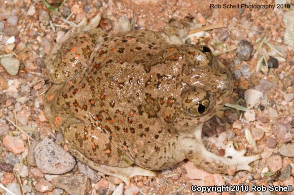 Mexican Spadefoot (Spea multiplicata)