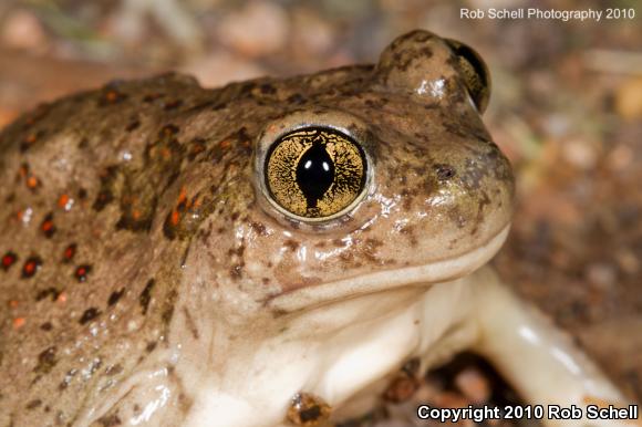 Mexican Spadefoot (Spea multiplicata)