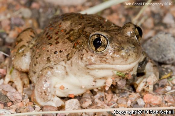 Mexican Spadefoot (Spea multiplicata)