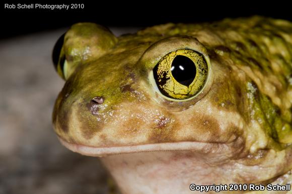 Couch's Spadefoot (Scaphiopus couchii)