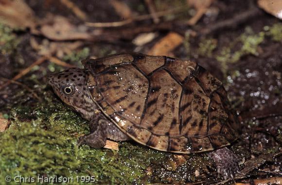 Loggerhead Musk Turtle (Sternotherus minor minor)