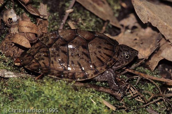 Loggerhead Musk Turtle (Sternotherus minor minor)