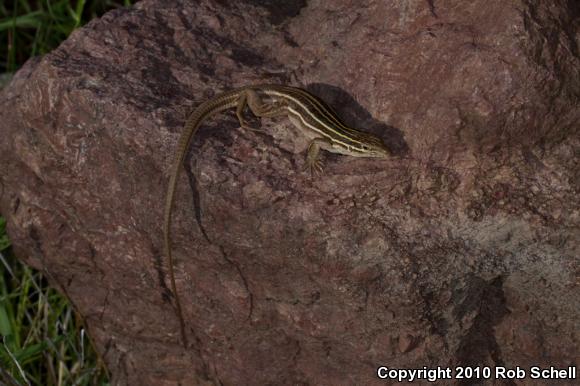 Desert Grassland Whiptail (Aspidoscelis uniparens)