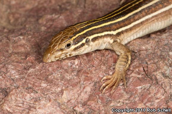 Desert Grassland Whiptail (Aspidoscelis uniparens)