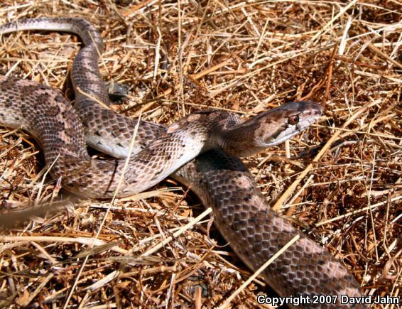 California Glossy Snake (Arizona elegans occidentalis)